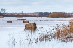 Hay,Rolls,Are,Located,In,Flooded,Meadow,Water,In,Spring.
